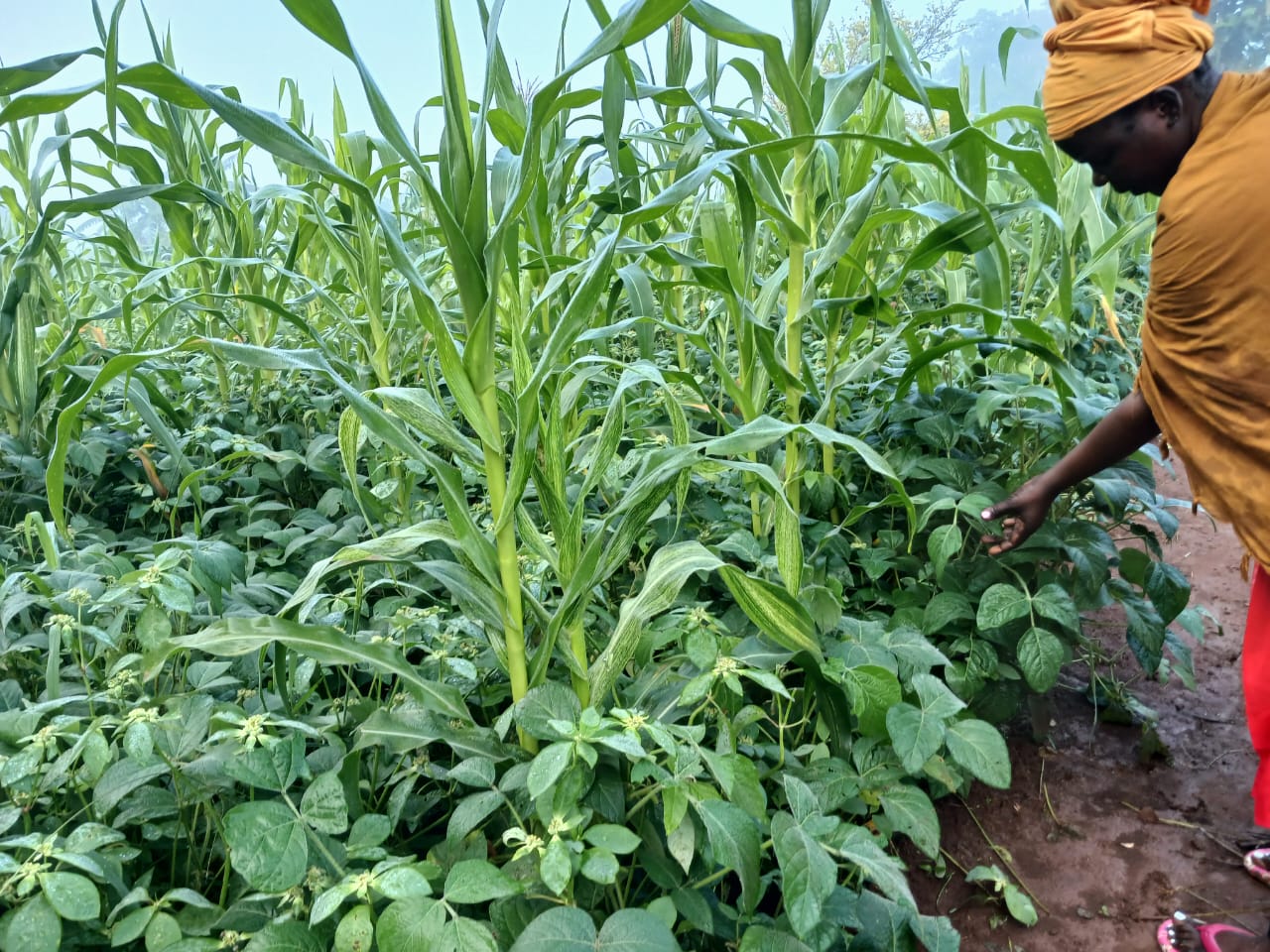 Agricultural Empowerment Program. Cover